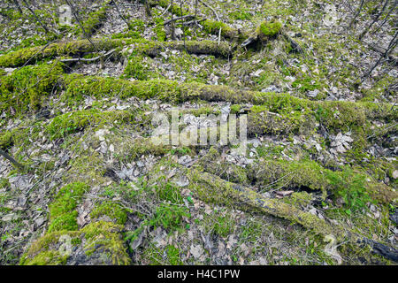 moss-covered deadwood Stock Photo