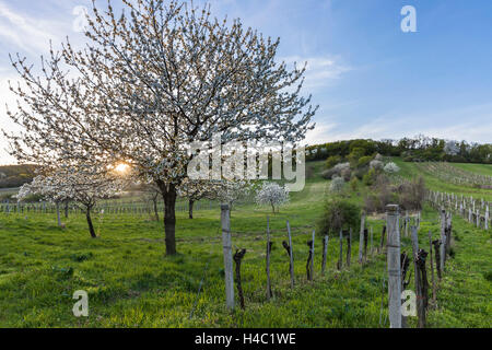 Cherry blossom at the foot of the Leitha Mountains between Donnerskirchen and Purbach, at the cherry blossom cycle track, Burgenland, Austria, Europe, Stock Photo