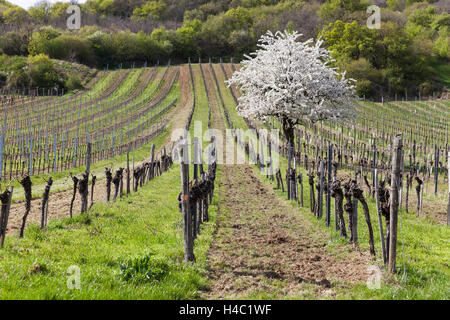 Cherry blossom at the foot of the Leitha Mountains between Donnerskirchen and Purbach, at the cherry blossom cycle track, Burgenland, Austria, Europe, Stock Photo