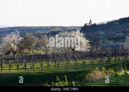 Cherry blossom at the foot of the Leitha Mountains between Donnerskirchen and Purbach, at the cherry blossom cycle track, Burgenland, Austria, Europe, Stock Photo