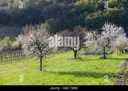 Cherry blossom at the foot of the Leitha Mountains between Donnerskirchen and Purbach, at the cherry blossom cycle track, Burgenland, Austria, Europe, Stock Photo