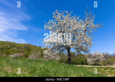 Cherry blossom at the foot of the Leitha Mountains between Donnerskirchen and Purbach, at the cherry blossom cycle track, Burgenland, Austria, Europe, Stock Photo