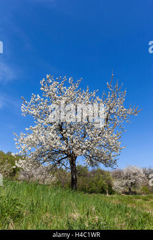 Cherry blossom at the foot of the Leitha Mountains between Donnerskirchen and Purbach, at the cherry blossom cycle track, Burgenland, Austria, Europe, Stock Photo