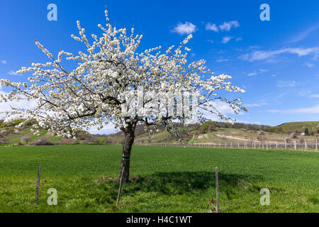 Cherry blossom at the foot of the Leitha Mountains between Donnerskirchen and Purbach, at the cherry blossom cycle track, Burgenland, Austria, Europe, Stock Photo