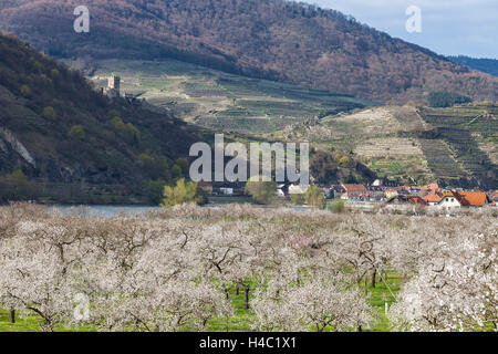 Apricot blossom in the Wachau, Lower Austria, Austria, Stock Photo
