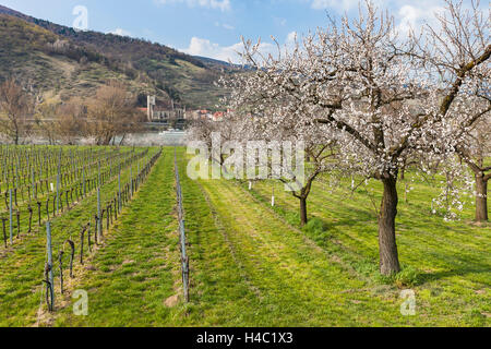 Apricot blossom in the Wachau, Lower Austria, Austria, Stock Photo