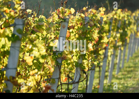 Common grape vine, Vitis vinifera, vineyard, leaves, back light, autumn Stock Photo