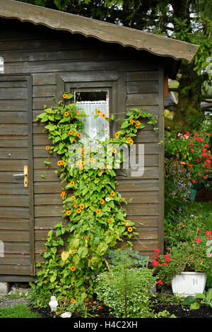 Black-eyed Susan vine, Thunbergia alata, blossom, autumn Stock Photo