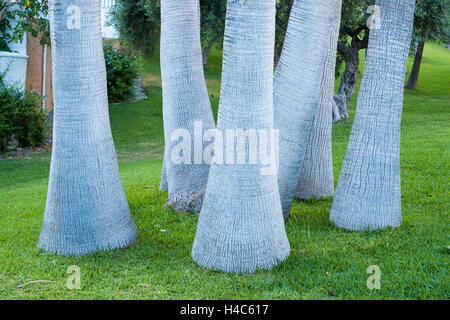 White palm tree trunks Stock Photo