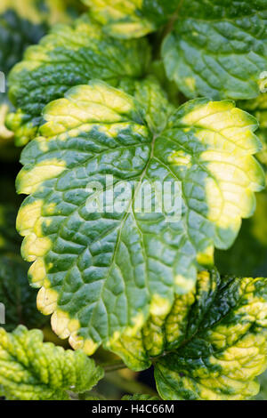 Melissa officinalis 'Aurea' - Variegated Lemon Balm Stock Photo