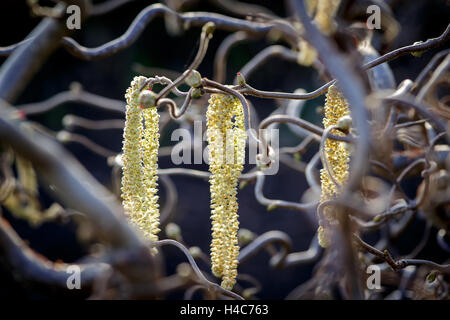 Corylus avellana 'Contorta' (Corkscrew Hazel') Stock Photo