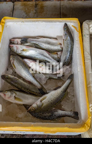 Zhenru fish market in Shanghai Stock Photo