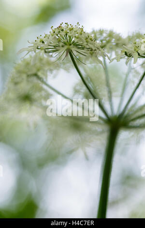 Heracleum sphondylium, common names hogweed, common hogweed or cow parsnip Stock Photo