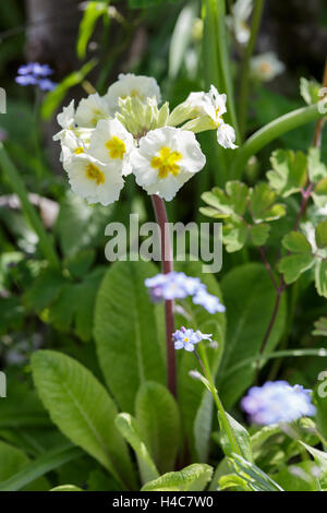 Pale yellow Polyanthus growing in early summer garden border Stock Photo