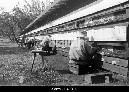 Gewinnung von Bienengift bei der Pharmafirma Mack in Illertissen, Deutschland 1930er Jahre. Extraction of bee venom at Mack pharmceutical company at Illertissen, Germany 1930s Stock Photo
