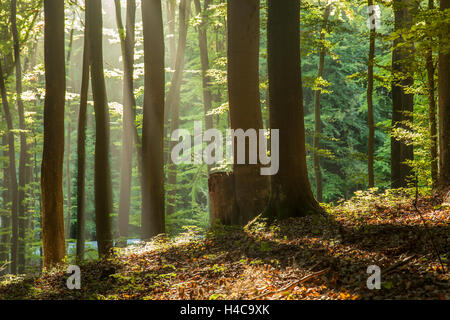 Autumn morning in the forest, Gdynia, Poland. Stock Photo