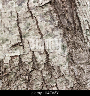 Texture (background) shot of brown tree bark, filling the frame. Stock Photo