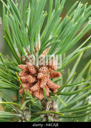 mountain pine, mugo pine Pinus uncinata, Pinus mugo ssp, Alps Stock Photo