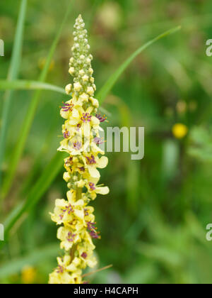 Great Mullein Verbascum thapsus, France. Stock Photo