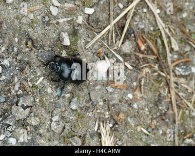 Anoplotrupes stercorosus, Geotrupes stercorosus, common dor beetle, Geotrup, Alps, France