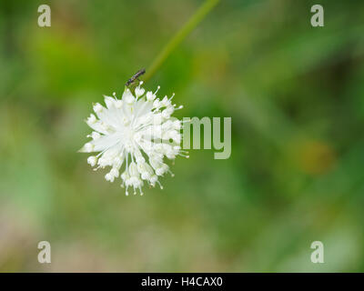 Mountain Clover (Trifolium montanum) flower, Alps, France Stock Photo