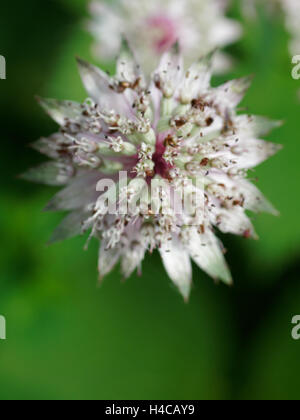 Flowering Great masterwork, Astrantia major, Alps, France Stock Photo