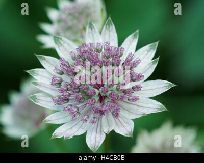 Flowering Great masterwork, Astrantia major, Alps, France Stock Photo