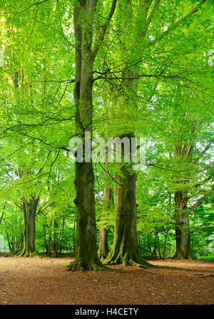 Old gigantic beeches in a former wood pasture (pastoral forest), Sababurg, Northern Hessen, Hesse, Germany Stock Photo