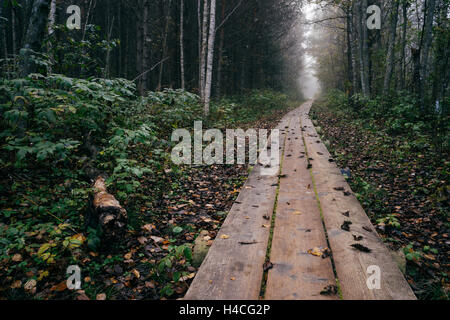 Wooden plank pathway through late autumn forest by foggy morning Stock Photo