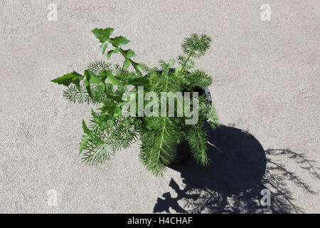 Taraxacum officinale and Asparagus fern - Asparagus aethiopicus growing in a pot Stock Photo