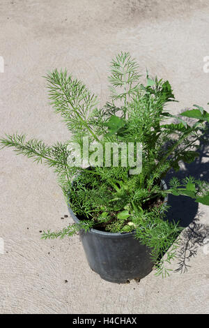 Taraxacum officinale and Asparagus fern - Asparagus aethiopicus growing in a pot Stock Photo