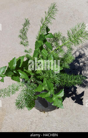 Taraxacum officinale and Asparagus fern - Asparagus aethiopicus growing in a pot Stock Photo