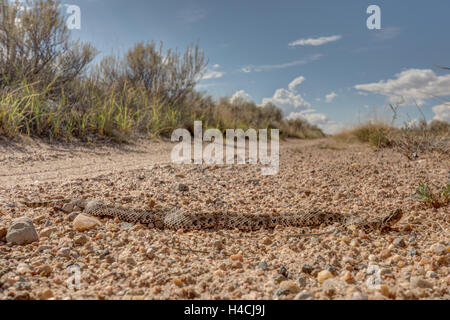 Desert Massasauga, (Sistrurus catenatus edwardsii), Valencia co., New Mexico, USA. Stock Photo