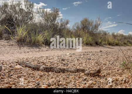 Desert Massasauga, (Sistrurus catenatus edwardsii), Valencia co., New Mexico, USA. Stock Photo