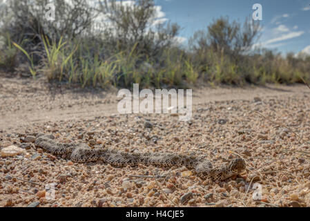 Desert Massasauga, (Sistrurus catenatus edwardsii), Valencia co., New Mexico, USA. Stock Photo