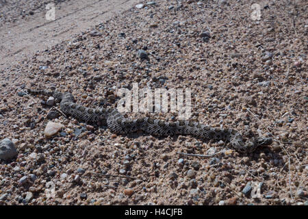 Desert Massasauga, (Sistrurus catenatus edwardsii), Valencia co., New Mexico, USA. Stock Photo