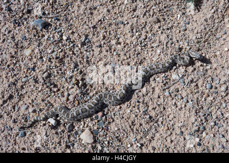 Desert Massasauga, (Sistrurus catenatus edwardsii), Valencia co., New Mexico, USA. Stock Photo