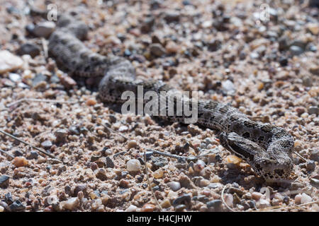 Desert Massasauga, (Sistrurus catenatus edwardsii), Valencia co., New Mexico, USA. Stock Photo