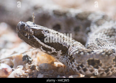 Desert Massasauga, (Sistrurus catenatus edwardsii), Valencia co., New Mexico, USA. Stock Photo