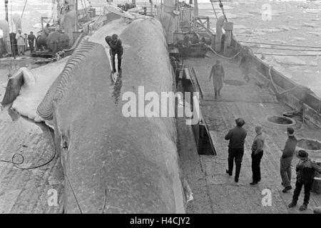 Die Männer eines Fabrikschiffs der deutschen Walfangflotte arbeiten sich durch den Kadaver eines Wals, 1930er Jahre. The crew of a factory vessel of the German whalung fletis working on the carcass of a hunted down whale, 1930s Stock Photo