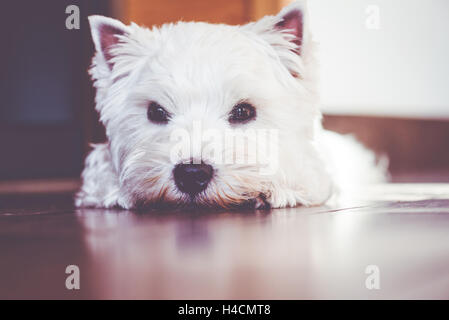 Cute West Highland White Terrier pet dog lying on floor Stock Photo