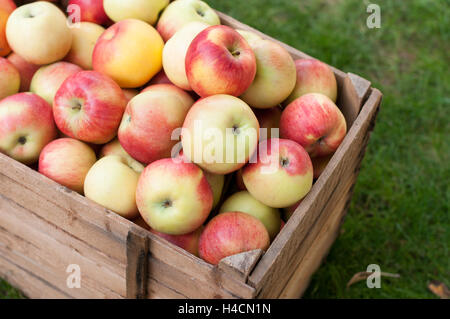 Lot af apples in an old wooden crate Stock Photo