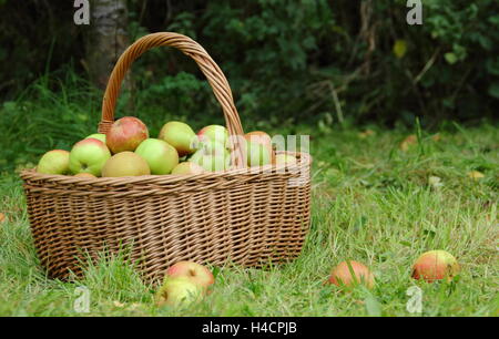 Wicker basket filled with freshly harvested 'ribston pippin', 'margil' and 'egremont russet' eating apples in an English orchard Stock Photo