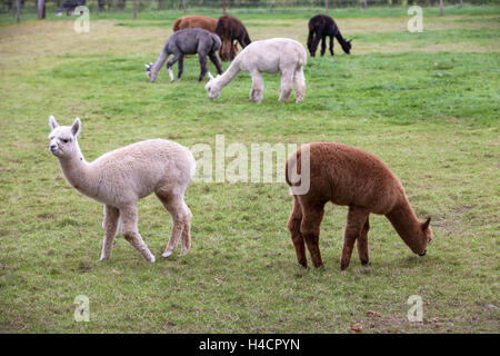 brown, black, grey and white young alpaca graze in green dutch meadow Stock Photo