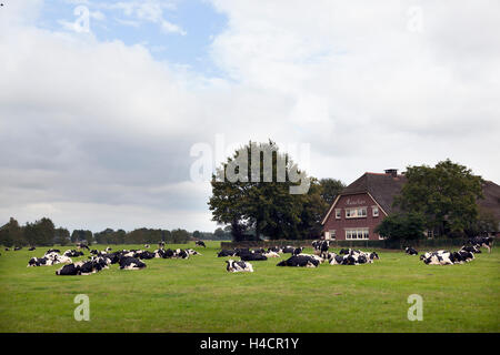 black and white cows in meadow near farm house in the netherlands on Utrechtse Heuvelrug in province of Utrecht Stock Photo