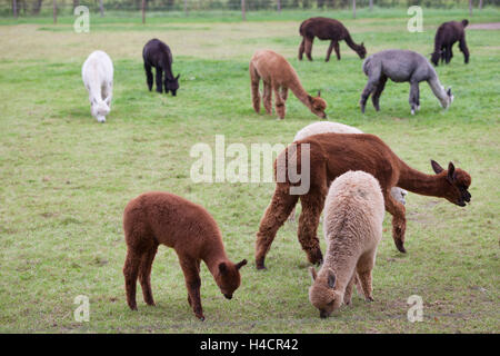 alpacas of several different colors graze in green dutch meadow Stock Photo