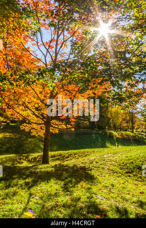 The warm autumn sun shining through golden trees Stock Photo
