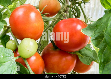 tomatos on branch red and green Stock Photo