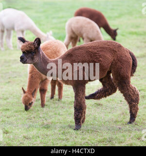 brown and white young alpaca graze in green dutch meadow Stock Photo