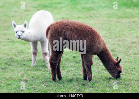 brown and white young alpaca graze in green dutch meadow Stock Photo